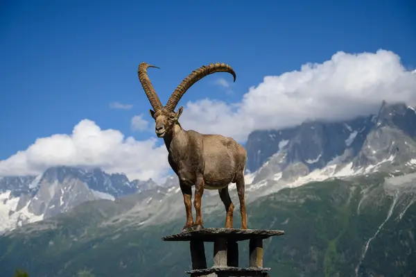 ibex